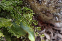 Hymenophyllum mathewsii