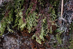 Hymenophyllum mathewsii