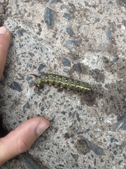 Hyles tithymali gecki