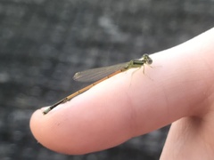 Ischnura aurora aurora