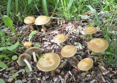 Agrocybe farinacea