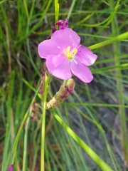 Drosera capensis