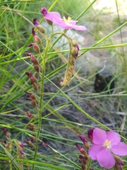 Drosera capensis