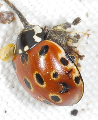 Anatis ocellata