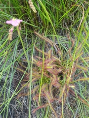 Drosera capensis