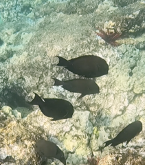 Acanthurus nigrofuscus