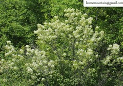 Fraxinus chinensis