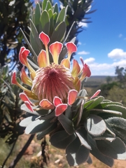 Protea roupelliae roupelliae