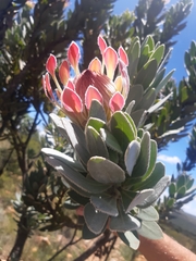 Protea roupelliae roupelliae