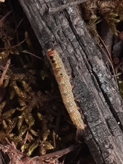 Nataxa flavescens