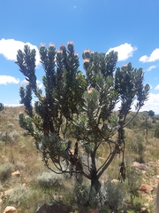 Protea roupelliae roupelliae