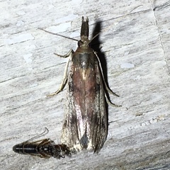 Peoria longipalpella