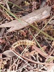 Nataxa flavescens