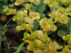 Sedum formosanum