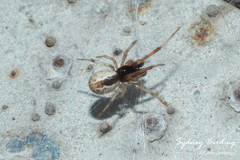 Theridion theridioides