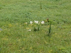 Lilium longiflorum scabrum