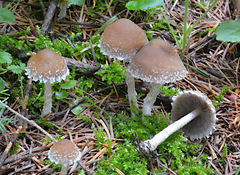 Psathyrella pennata