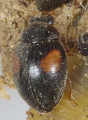 Scymninae