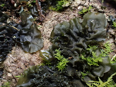 Collema subflaccidum