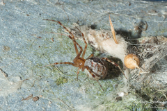 Cryptachaea veruculata