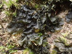 Collema subflaccidum