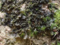 Collema subflaccidum