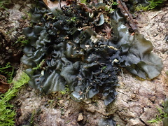 Collema subflaccidum