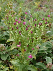 Centaurium japonicum