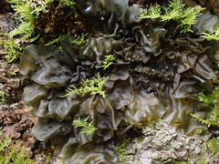 Collema subflaccidum