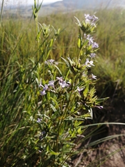 Conostomium natalense