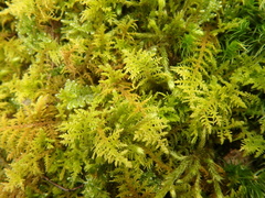 Thuidium