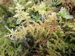 Thuidium