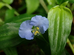 Commelina auriculata
