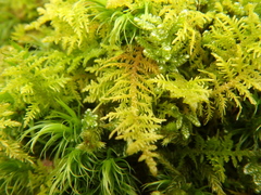Thuidium