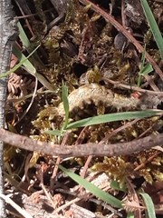Nataxa flavescens