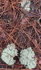 Cladonia evansii