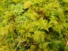 Thuidium