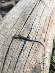 Pseudemoia pagenstecheri