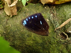 Euploea eunice