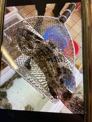 Epinephelus