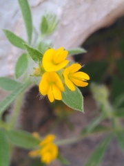 Anthyllis circinnata