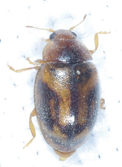 Rhyzobius chrysomeloides