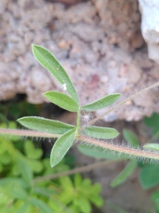 Anthyllis circinnata