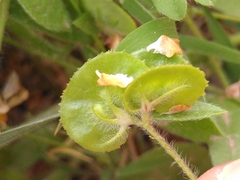 Anthyllis circinnata