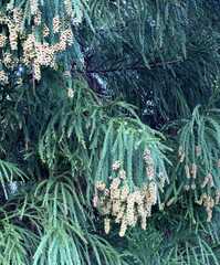 Cryptomeria japonica