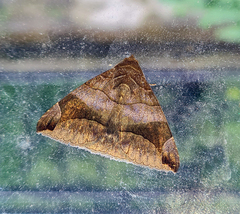 Bastilla amygdalis