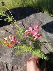 Indigofera rostrata