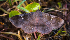 Eulepidotinae