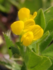 Lotus ornithopodioides