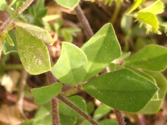 Lotus ornithopodioides